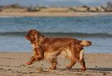 KING CHARLES SPANIEL 061